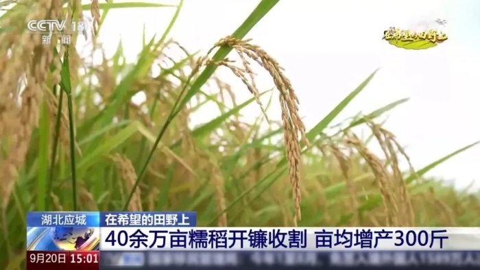 央视聚焦！开云电子·「中国」官方网站这台“收稻神器”刷屏湖北田野